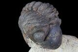 Bargain, Reedops Trilobite - Foum Zeguid, Morocco #84685-2